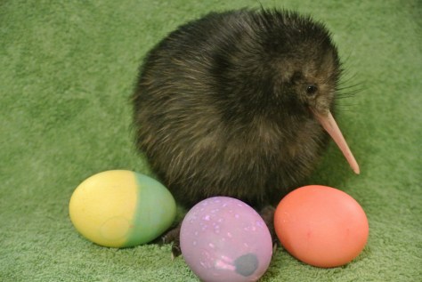 Smithsonians-National-Zoo